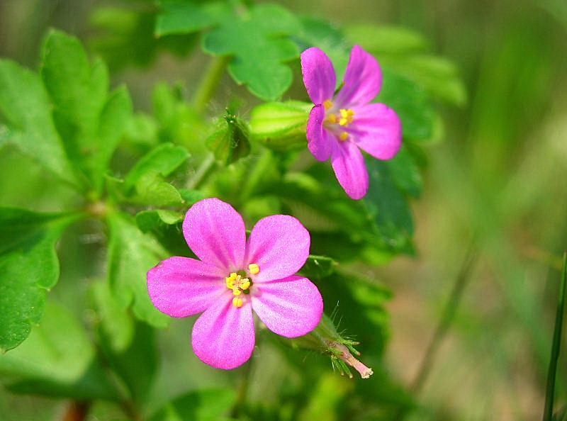Geranium purpureum / Geranio purpureo